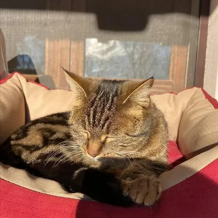 Σαλέ Il Nocciolo Di Daisy *