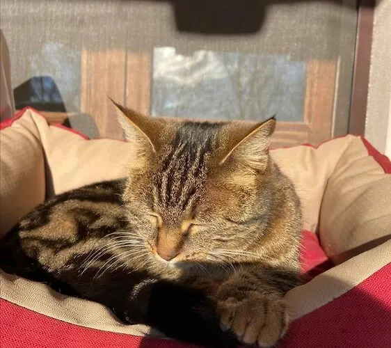 Horská chata Il Nocciolo Di Daisy *